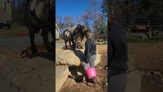 Our 300 Lb Boer Buck Is Just A Love Bug! Can You Tell He Was Raised As A Bottle Baby Goat?