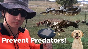 5 TIPS to Prevent Predators from Killing Your Chickens