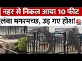 Bulandshahr: नहर से निकल कर दो पैरों पर खड़ा हुआ मगरमच्छ ! | Aaj  Tak | Latest News