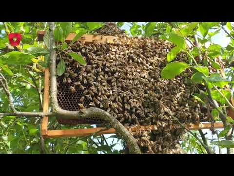 Video: Šta vredi pčelinja matica da me usvoji?