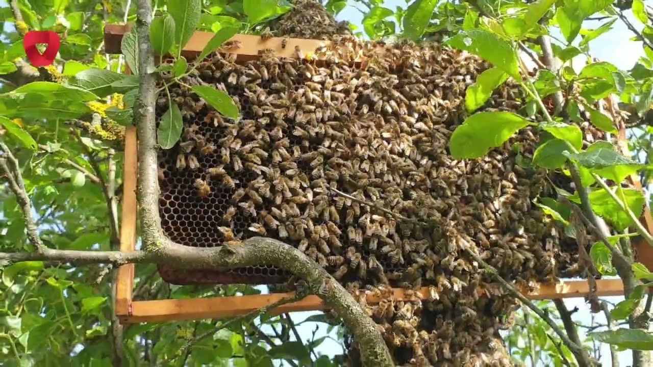 Как легко поймать пчелиный рой