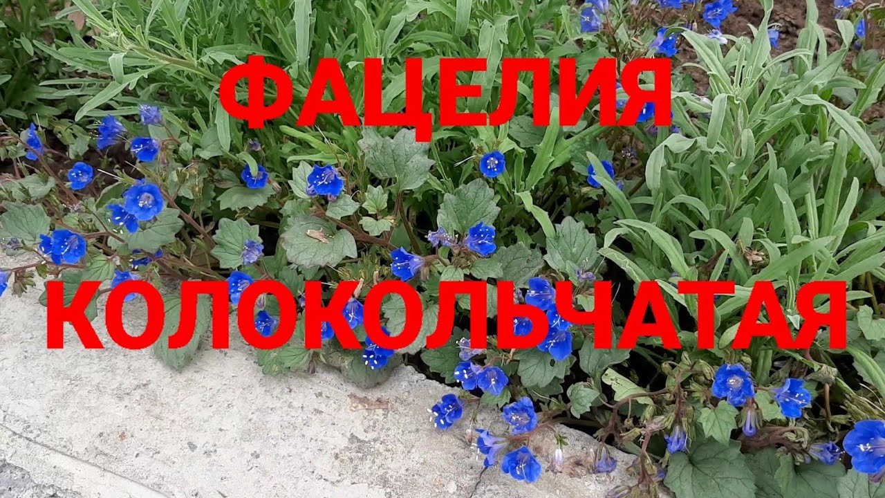 Фацелия колокольчатая) результат👍 - YouTube