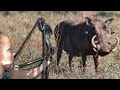 Savage WartHog and Impala with Bow! {Catch Clean Cook} Home Made Biltong Pizza