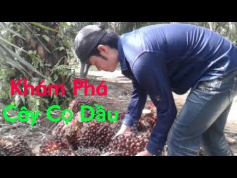 Video Khám Phá Cây Cọ Dầu Bên Malysia | Trai Xa Xứ || Cuộc... - youtube