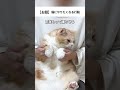 #猫 #猫好きさんと繋がりたい #猫動画 #ブリティッシュショートヘア #ネコ #ねこ動画 #猫のいる生活 #ねこのいる暮らし #ねこ好き