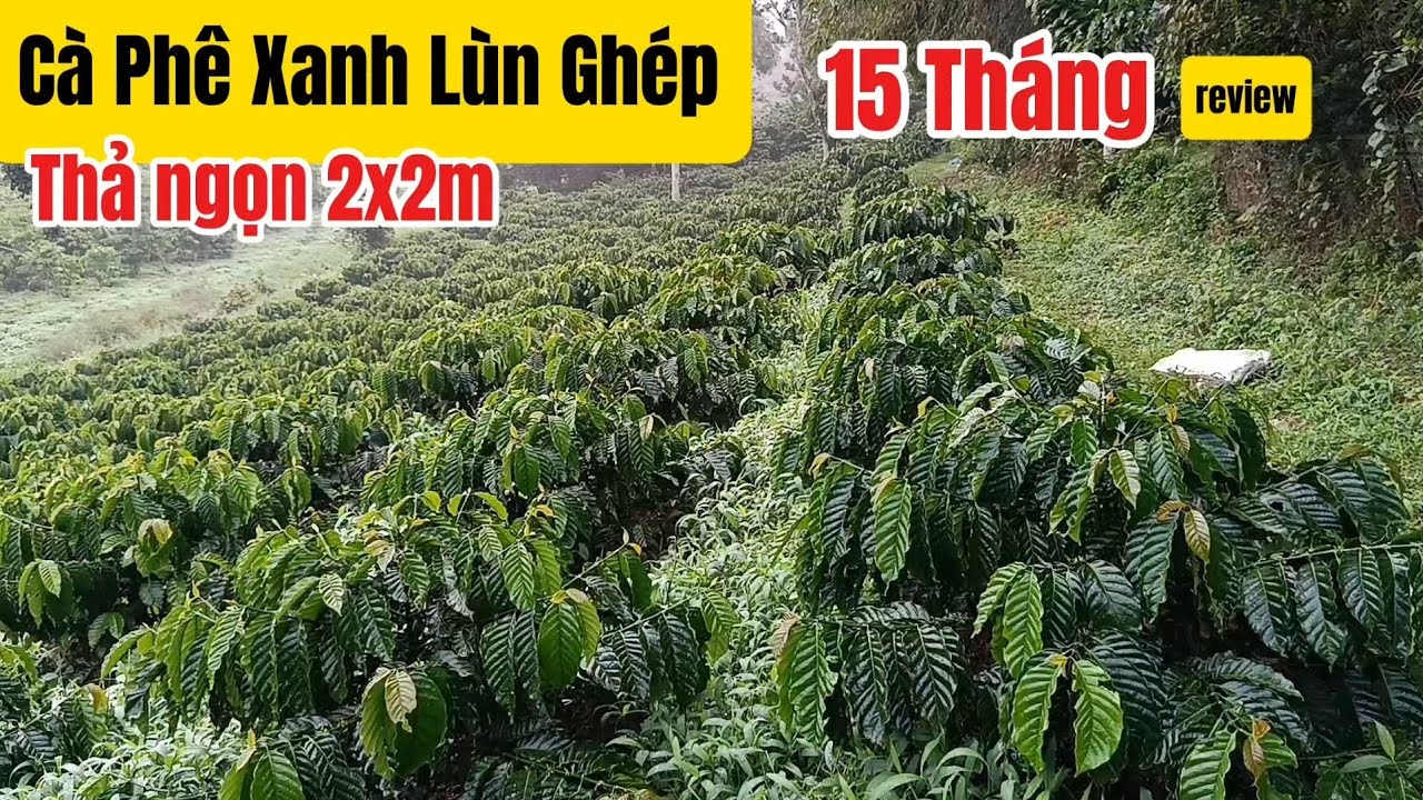 Cà phê Xanh Lùn Ghép 15 tháng - review 