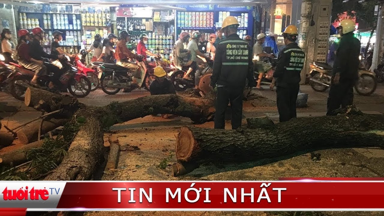 ⚡ Tin mới nhất | Trời không mưa nhưng cổ thụ vẫn bật gốc - YouTube
