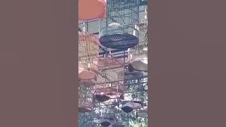 murai batu Drajat vs murai batu play boy di duetkan