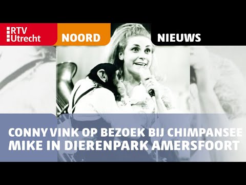 Conny Vink op bezoek bij chimpansee Mike in Dierenpark Amersfoort [RTV Utrecht]