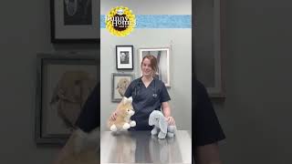 🐰✨ Tiny Teachable: Rabbit Companionship ✨🐰 #bunny #rabbit #bunnycare #rabbithealth #rabbitcare