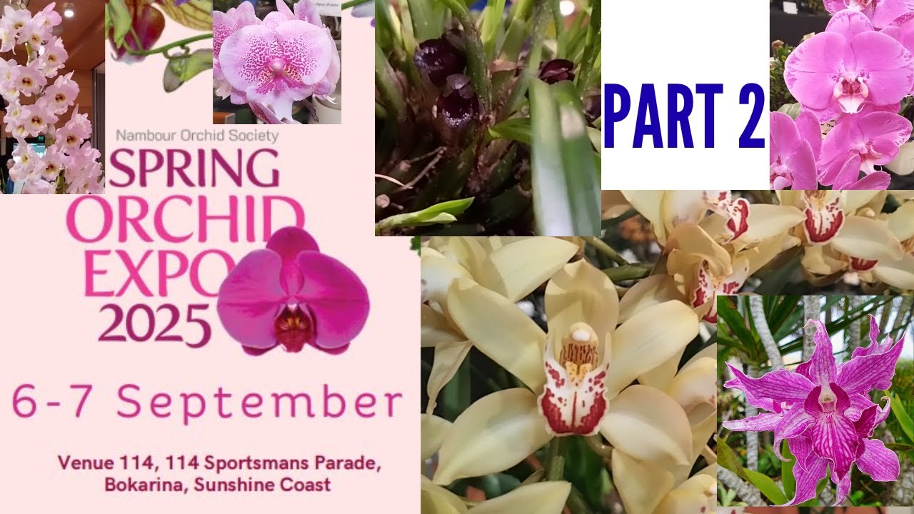 Spring orchid expo  2025 plant commentary pt 2: Cymbidium, Phalaenopsis, Soft & Hard cane Dendrobium