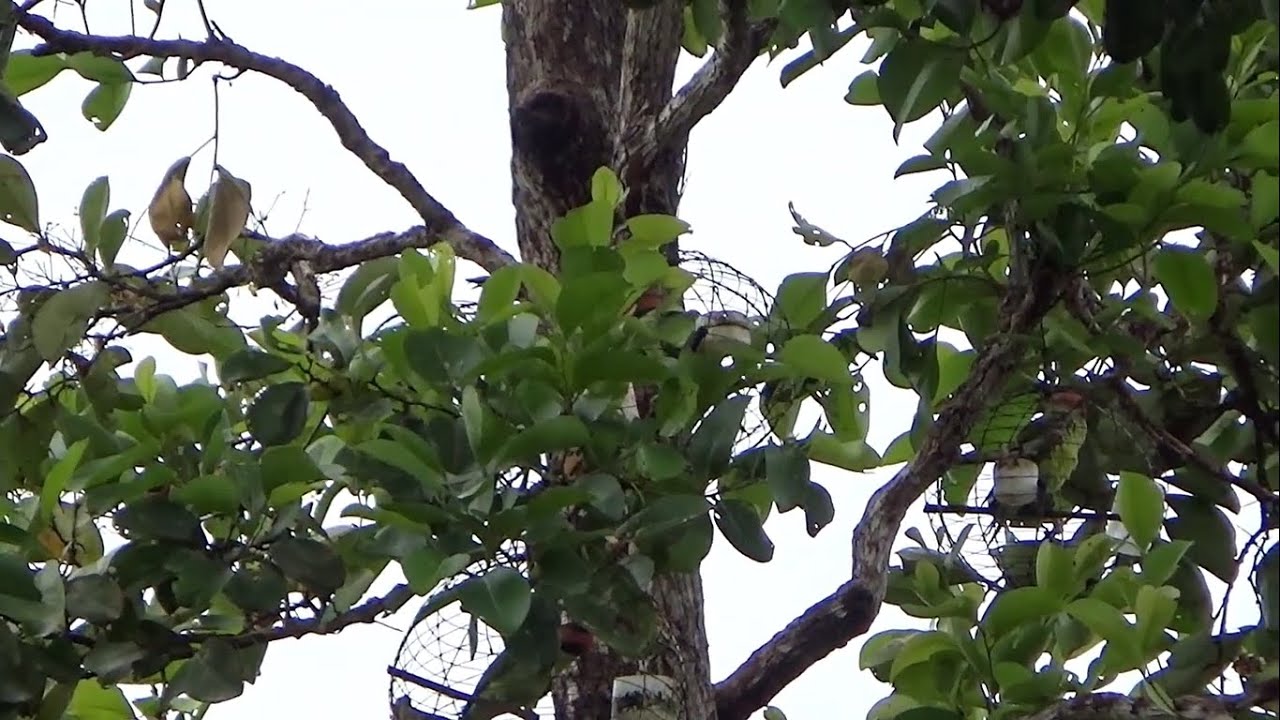 Mikat Betet di Lokasi Sejuta Umat