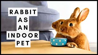 Rabbit As An Indoor Pet