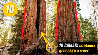 Дерево высотой 115 метров 10 Самых больших деревьев на планете