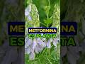 🔬 La METFORMINA 💊 está COMPUESTA 👩🏻🔬🧫 por esta PLANTA 👉🏻 GALEGA OFFICINALIS 🪴