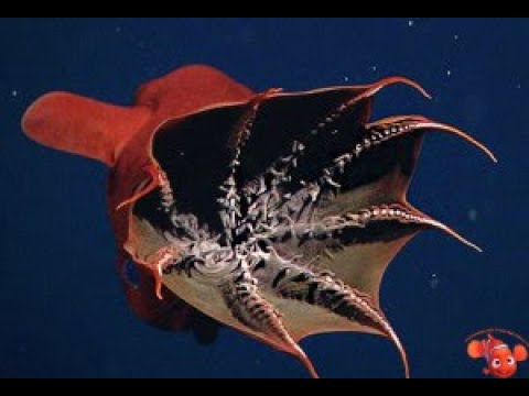 😱👹 АДСКИЙ КАЛЬМАР ВАМПИР 😱👹