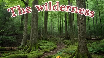 A walk in the thick Forest of Bimbia Cameroon : The wilderness experience 