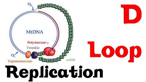 D loop replication