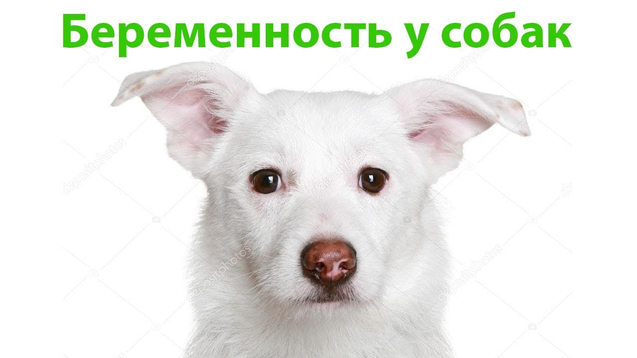 период беременности у собаки