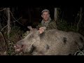 This monster hog was terrorizing a neighborhood