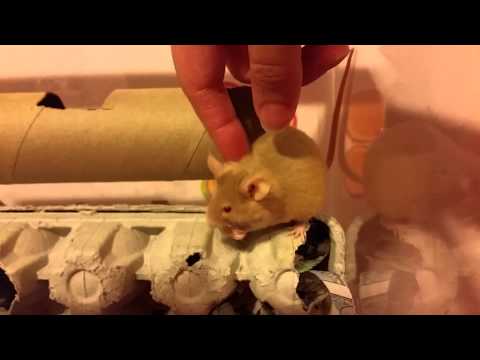 Sweet mouse loves to be petted while snacking
