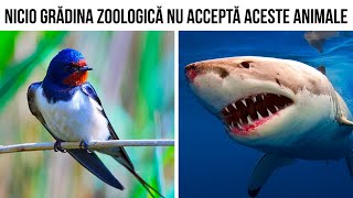 Ce animale nu vei vedea niciodată la zoo