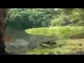 فيديو خطير جدا .. تمساح يلتهم فتاة اثناء التصوير