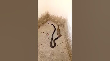 Black Cobra Can