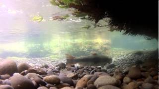 Chinook Salmon Spawning : April 2013
