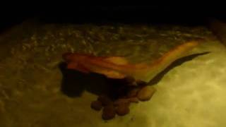 Leopard shark in Samui Aquarium, Thailand