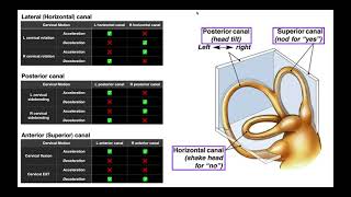Semicircular Canals EXPLAINED | Structures & Physiology