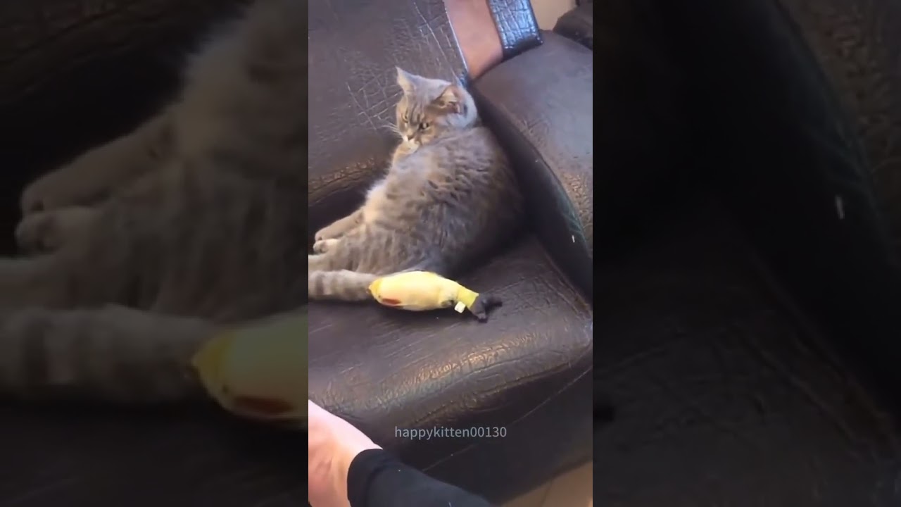 Funny CAT Moments 😂😂 episode 8152 