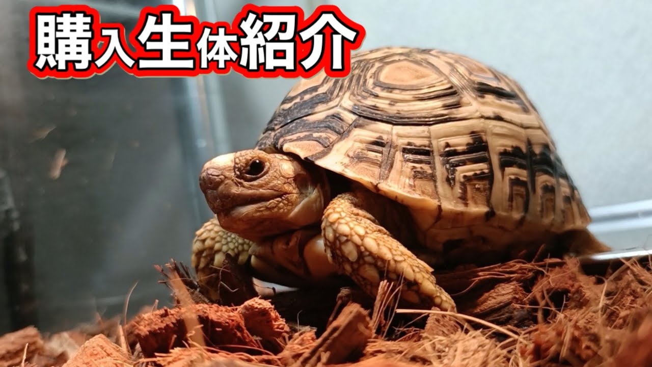 ◆「TORTOISE LAND リクガメ飼育百科」◆完全飼育マニュアル◆ 中古】完全飼育マニュアル リクガメ飼育百科 森 靖、森 暁生子