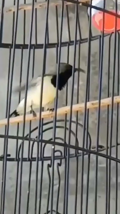 Sogon Isian Love Bird Ngekek Full Ngeleper