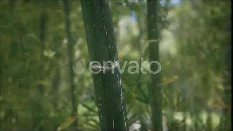 Green Bamboo Trees Forest Background | Motion Graphics - Envato elements