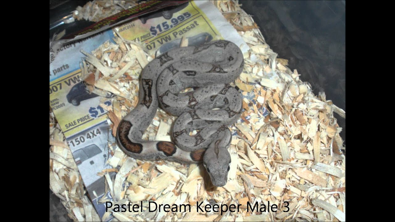 Boa Collection Video