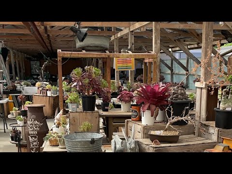 アエオニウム 桃花坞 特大群生古株 1754 上品なブランド アエオニウム