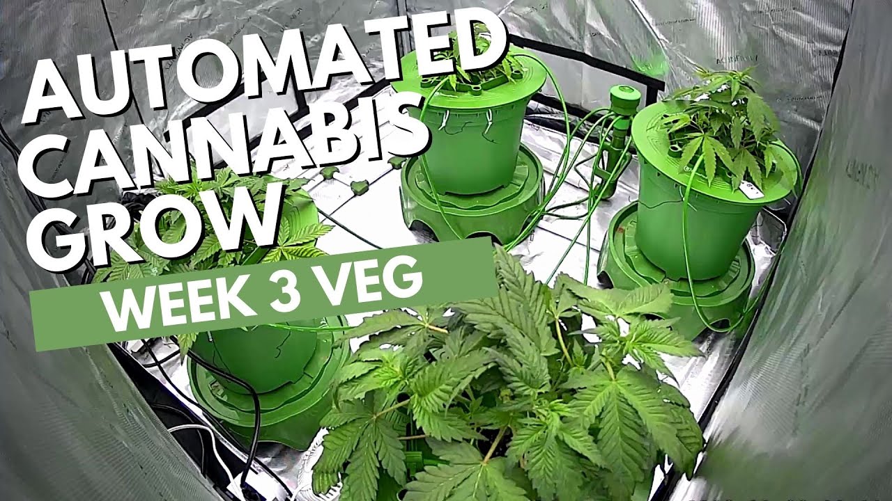 Week 3 Veg Cannabis Grow Timelapse | Seed to Harvest