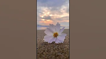 صباح الورد صباح الخير اكسبلور سعادة مونتاج 