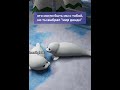 #roblox #школапрограммирования #мем #улей
