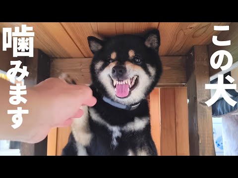 躾した柴犬でも興奮すると噛みます。【黒柴犬】【豆柴】【shiba inu】