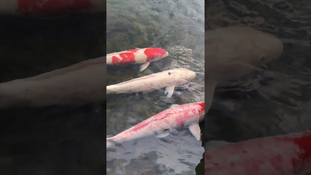 Japanese Koi Fish - YouTube