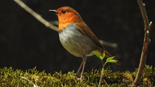 【Bird sounds】10 minutes to listen to beautiful birdsong. Japanese robin #relaxing #birdsvideo