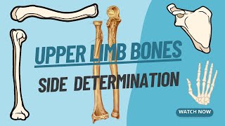 Side Determination of Upper Limb bones | Viva voce of Anatomy