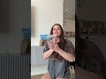 домашние муравьи едят таракана 🫣