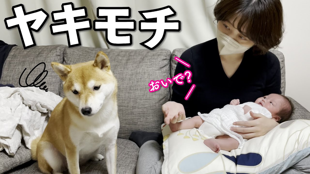 赤ちゃんに嫉妬する柴犬の行動が可愛すぎました