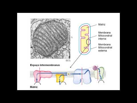 Vídeo: Quais são os resíduos da cadeia de transporte de elétrons?