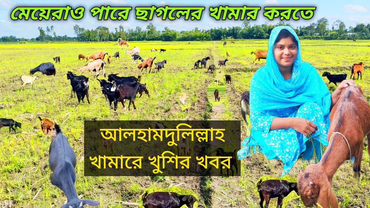 মেয়েরাও চেষ্টা করলে সব করতে পারে,আমি কেন ছাগলের খামার দিলাম? black ...