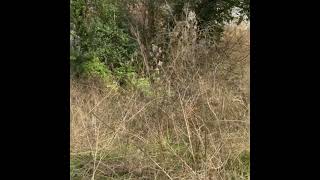 Searching Kilmeston for Ancient Hedges and Hollow Ways - A former Saxon Estate 🔎 Searching Kilmeston for Ancient Hedges and Hollow Ways - A former Saxon Estate 🔎