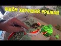 РАБОТА КИПИТ - Энергосети, посадил арбузы дыни, сено собрал / Семья в деревне